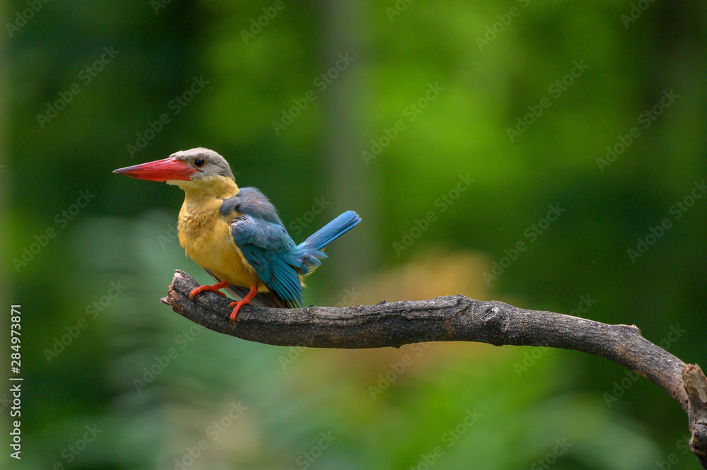 Fototapeta premium Stork Billed-Kingfisher in Thailand the stork billed kingfisher is consider one of the most biggest kingfisher species