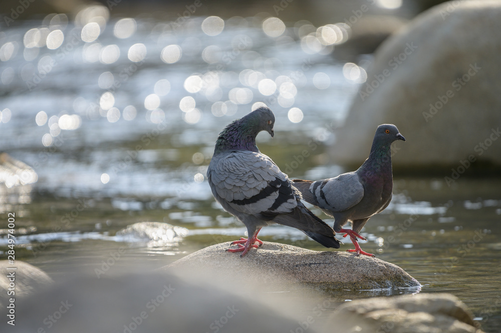 Obraz premium Feral pigeon (Columba livia domestica) sitting on rock near the pond in north of thailand