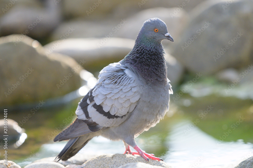 Feral pigeon (Columba livia domestica) sitting on rock near the pond in north of thailand Feral pigeon (Columba livia domestica) sitting on rock near the pond in north of thailand