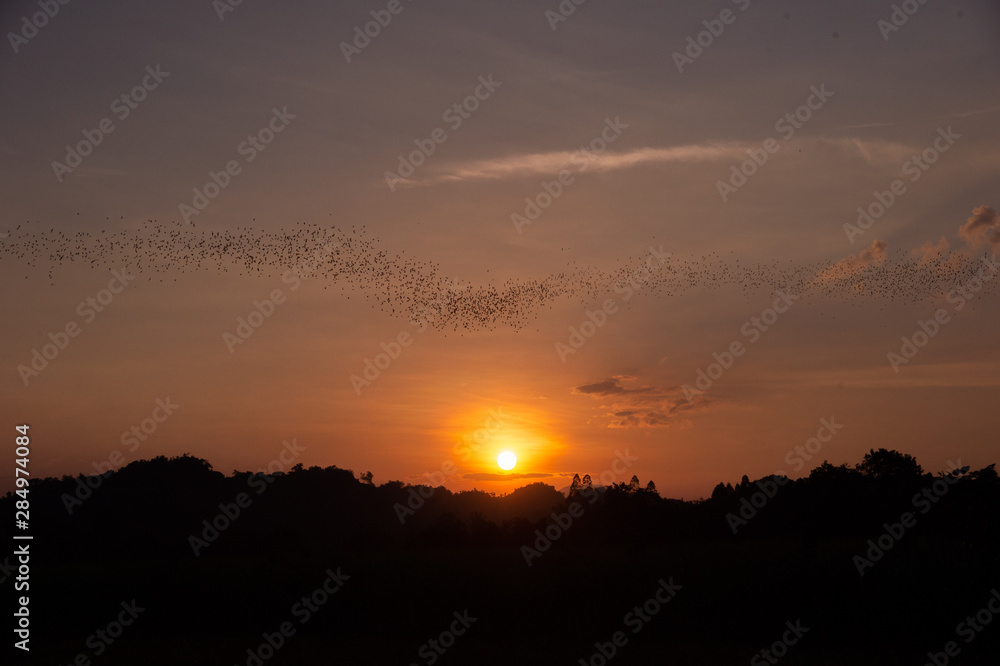 Bats flying out of cave in the evening with scene of sunset in thailand a beautiful sky for halloween theme or scary movie Bats flying out of cave in the evening with scene of sunset in thailand a beautiful sky for halloween theme or scary movie
