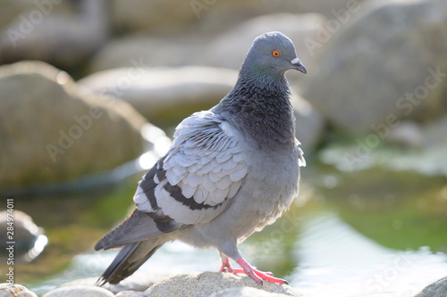 Feral pigeon (Columba livia domestica) sitting on rock near the pond in north of thailand