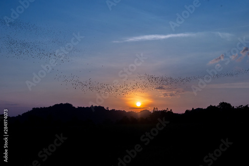 Bats flying out of cave in the evening with scene of sunset in thailand a beautiful sky for halloween theme or scary movie