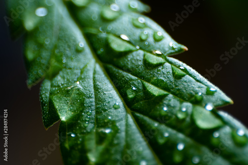 Macro. Cannabis leaf with drops of water on a black background. A closeup of wet marijuana. Selective focus.