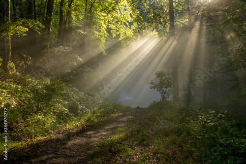 Path through forest with sun rays