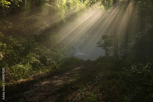 Dark path through forest with sun rays