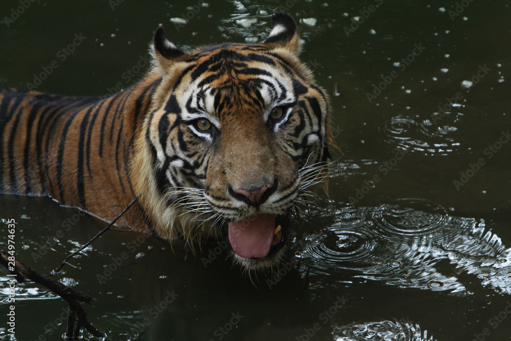 Naklejka premium rendam 2