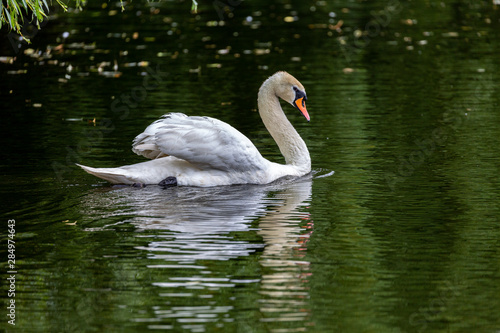 White swan in water