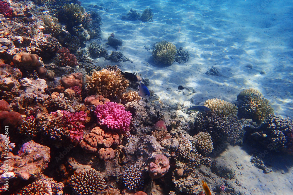 coral reef in egypt as ocean background coral reef in egypt as ocean background