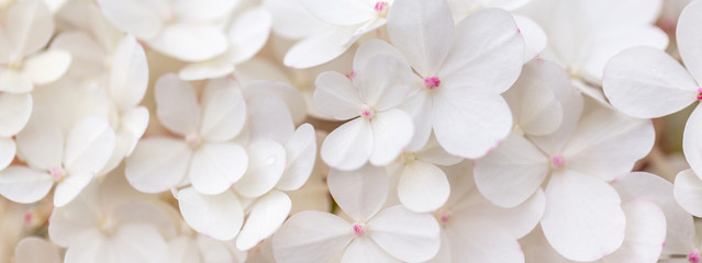 White hydrangea flowers panoramic border, banner, wedding romantic background. Flat lay.
