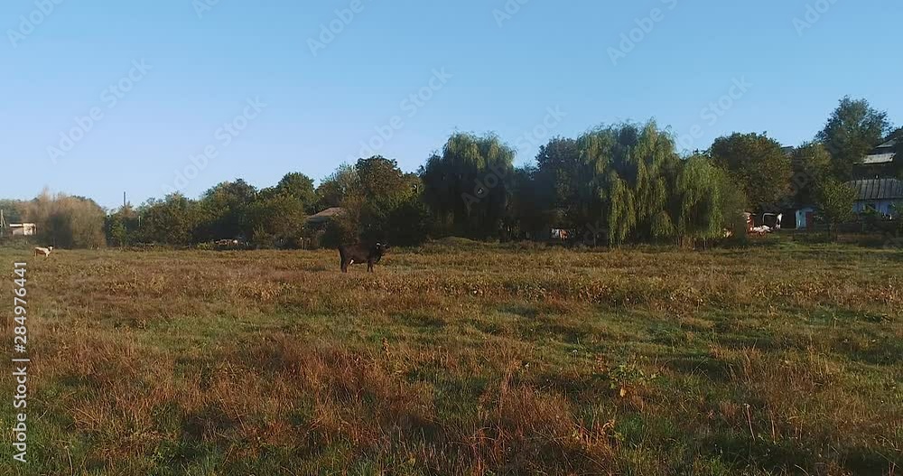 A meadow where the cattle are eating located near a village, filmed with a drone moving backwards during evening. A meadow where the cattle are eating located near a village, filmed with a drone moving backwards during evening.