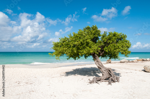 Schilderij op canvas The iconic divi divi tree on the white sand of Eagle Beach at the Caribbean island Aruba