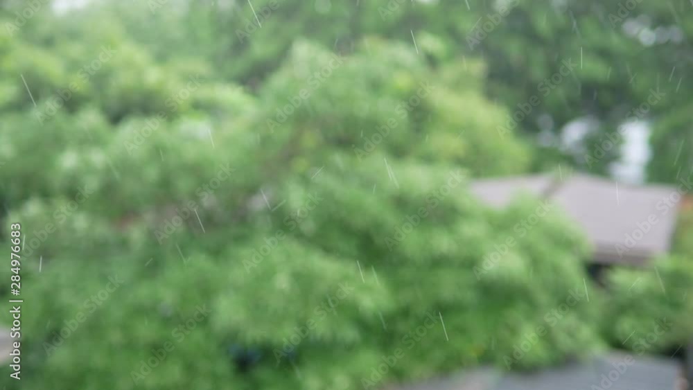 Heavy rain with moving tree in the background Heavy rain with moving tree in the background