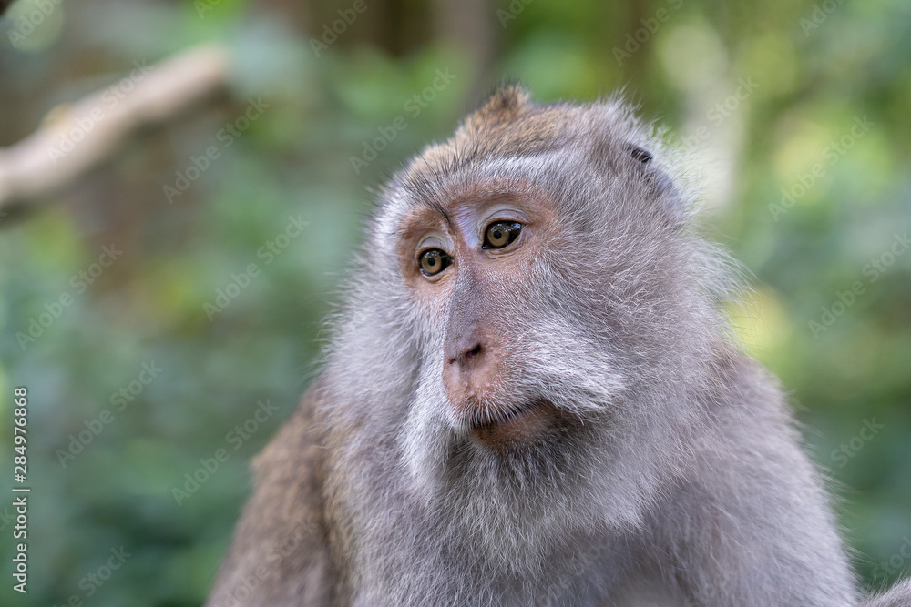 Wild monkey family at sacred monkey forest in Ubud, island Bali, Indonesia Wild monkey family at sacred monkey forest in Ubud, island Bali, Indonesia