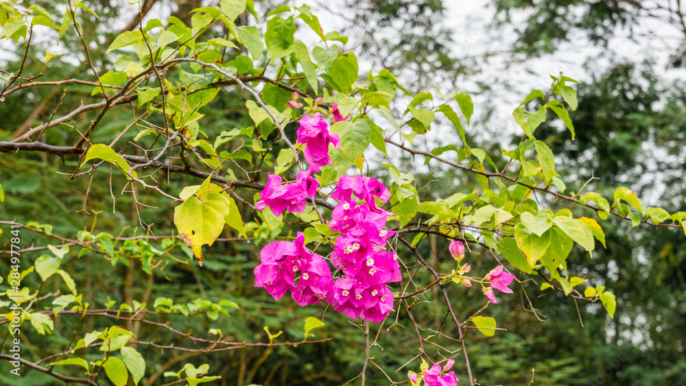 Pink Bougainville flowers with green leaves Pink Bougainville flowers with green leaves