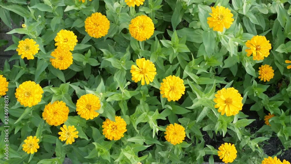 Bush of marigold in a garden Bush of marigold in a garden