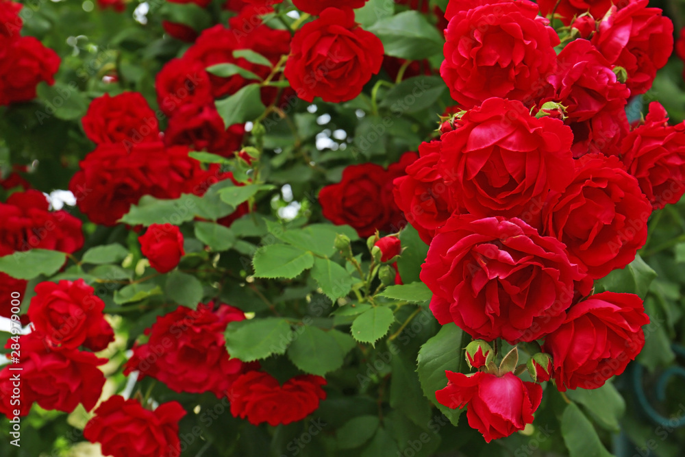 Fototapeta premium Beautiful green bush with blooming roses in garden