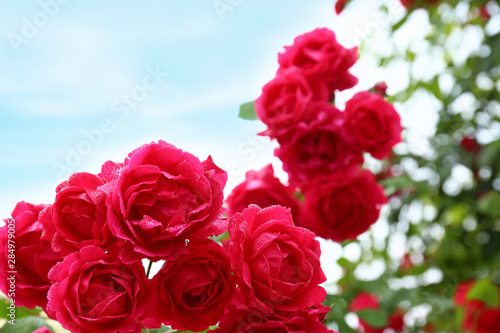 Beautiful blooming roses in green garden  closeup view