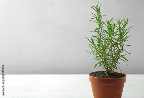 Fototapeta Naklejka Na Ścianę i Meble -  Pot with green rosemary bush against grey background. Space for text