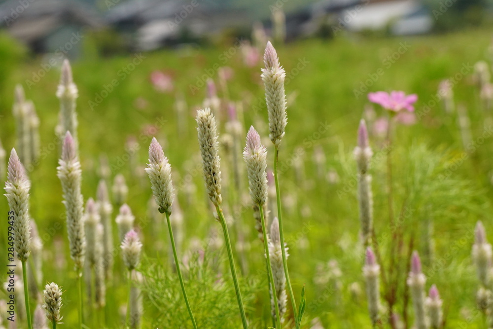 Fototapeta premium 野鶏頭
