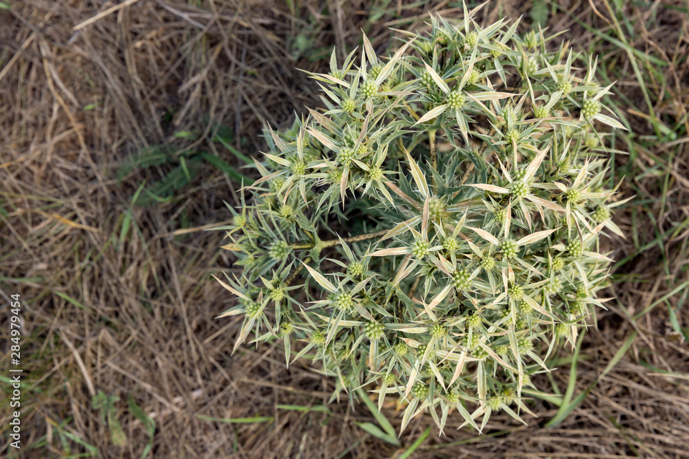 Light green thorn grows on the background of dry grass in the Park.