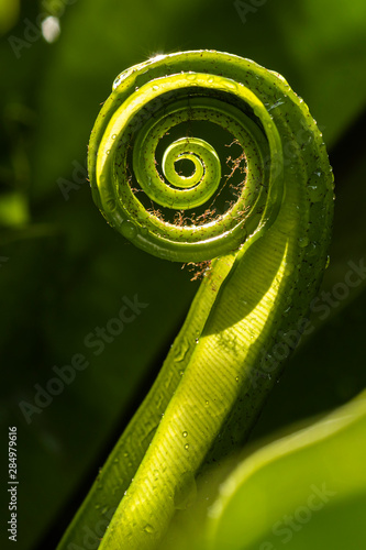 spiral of bird nest fern leaf with rain drops