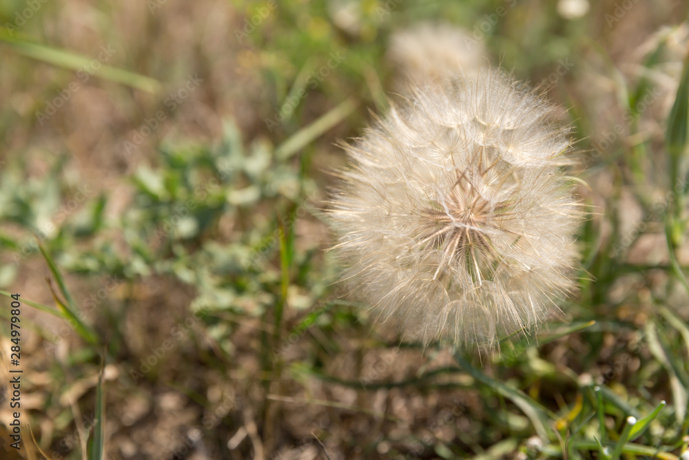 Fototapeta premium A lone dandelion on a sun-bleached background. The view from the top. It is sunny.