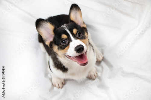 Fototapeta Naklejka Na Ścianę i Meble -  Happy Pembroke Welsh Corgi puppy dog sitting and smiling on white background.