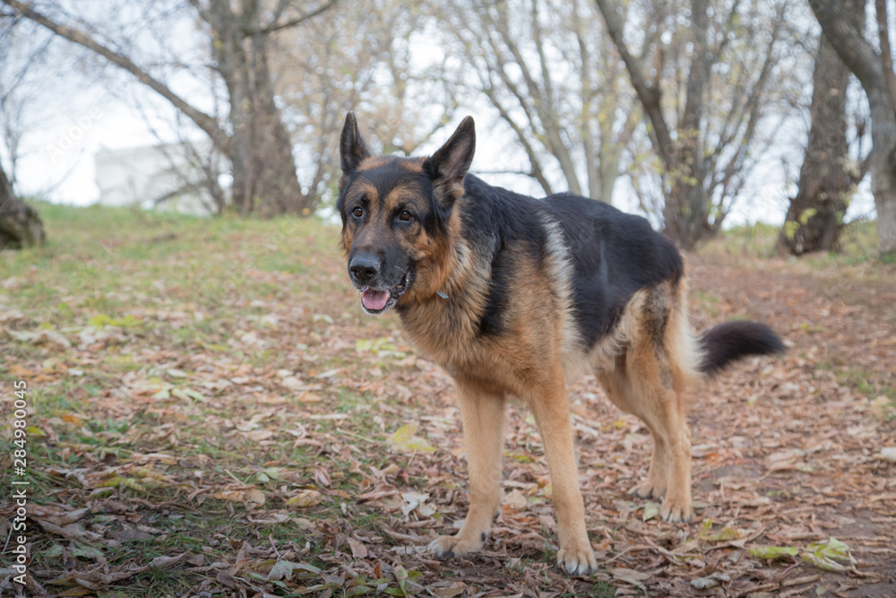 Dog German Shepherd outdoors in an autumn Dog German Shepherd outdoors in an autumn