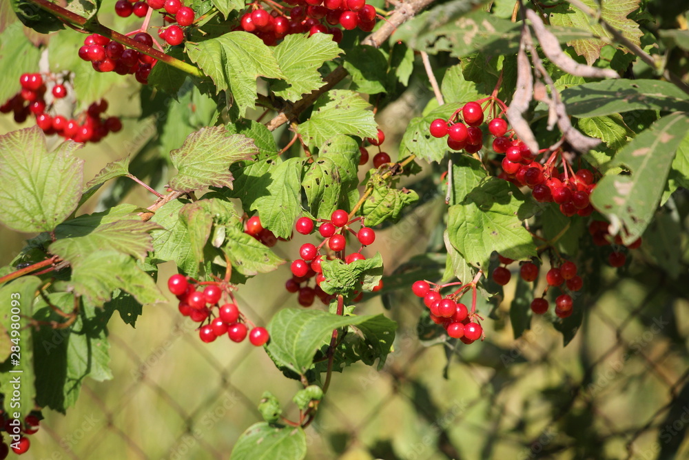 red Rowan in the garden red Rowan in the garden