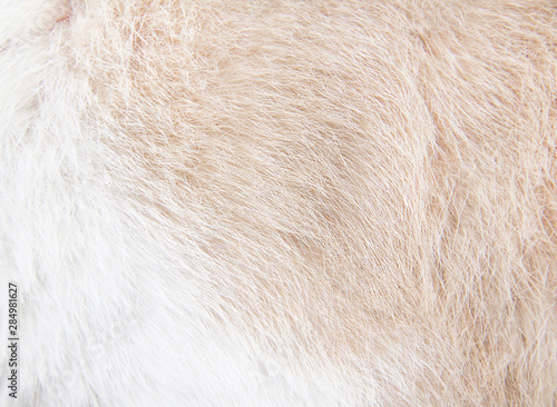 Soft fur cat texture abstract natural patterns soft focus background top view