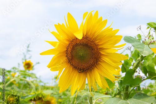 A field of sunflowers. Big yellow flowers field. Flowers with seeds.