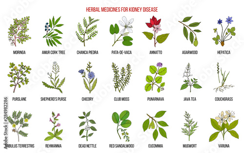 Best herbs for kidney disease
