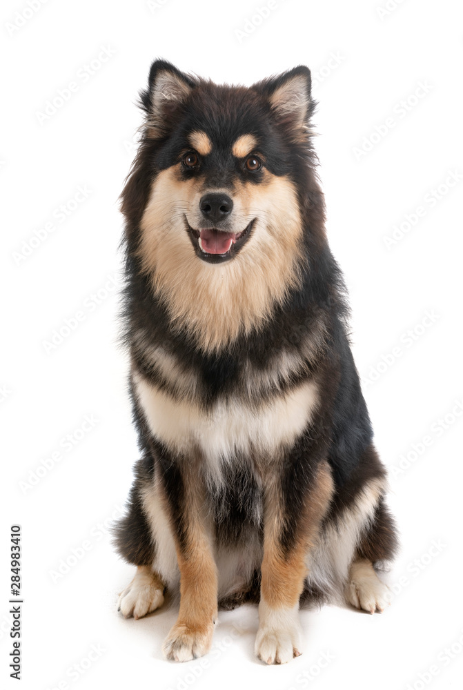 Finnish Lapphund in studio Finnish Lapphund in studio
