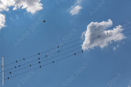 Swifts sit on electric wires, the Concept of musical instrument strings. Demonstration of visual means: Nuance. photo