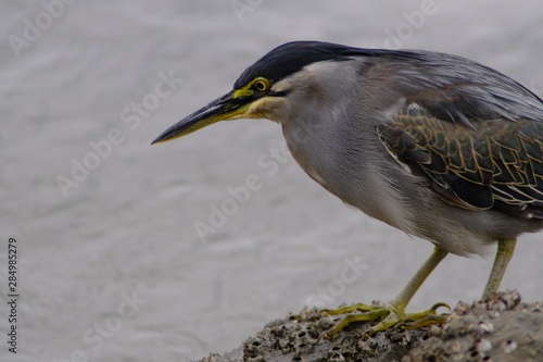 striated heron close up