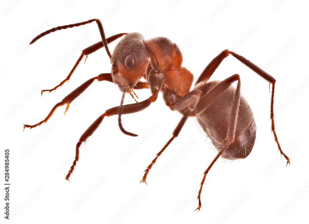 forest brown large ant side view forest brown large ant side view