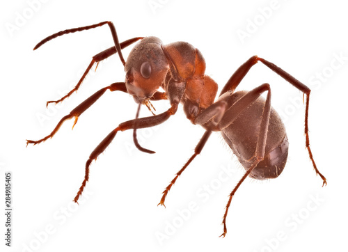 forest brown large ant side view