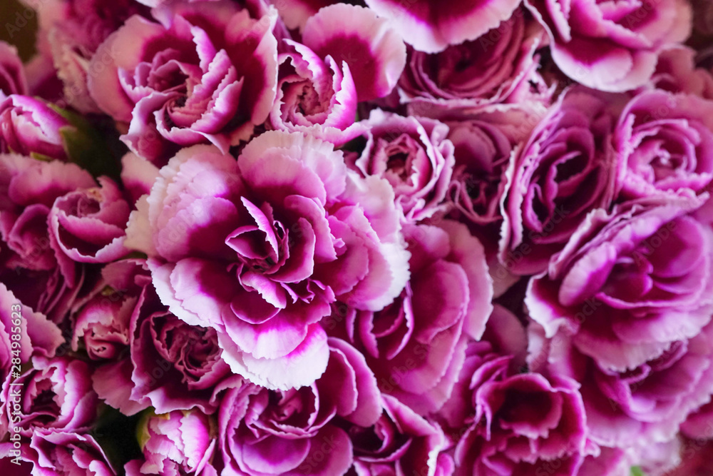 Purple carnations spray flower is blooming in bouquet at flower market,celebration,nature pattern background,violet flowers Purple carnations spray flower is blooming in bouquet at flower market,celebration,nature pattern background,violet flowers