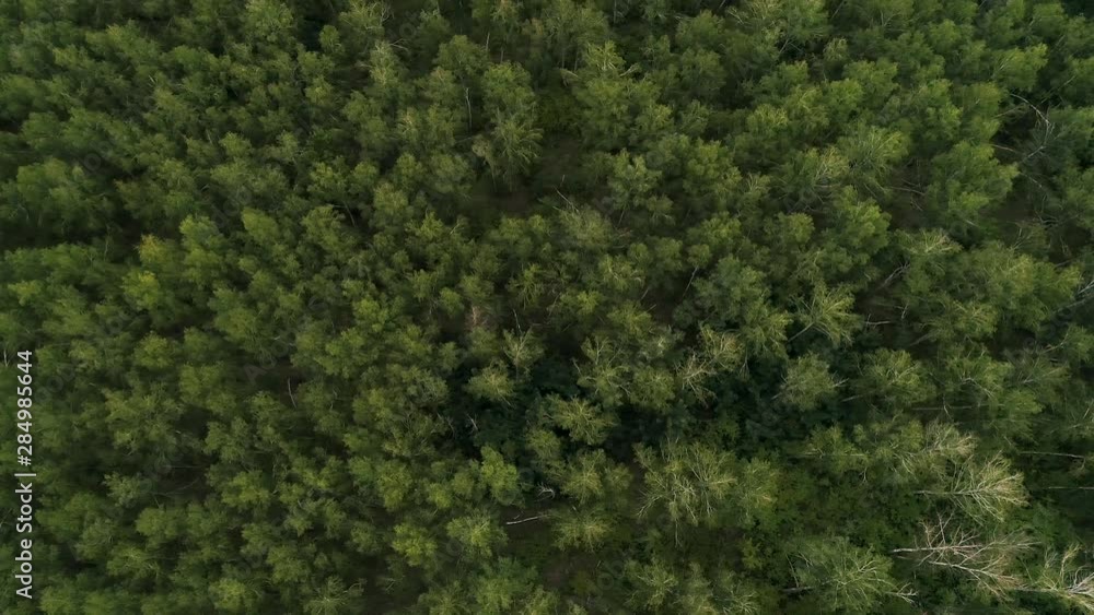 Aerial view of a green forest. Aerial view of a green forest.