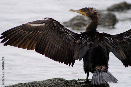 cormorant in water