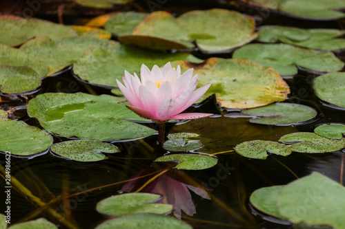 Lotus on the pond close-up