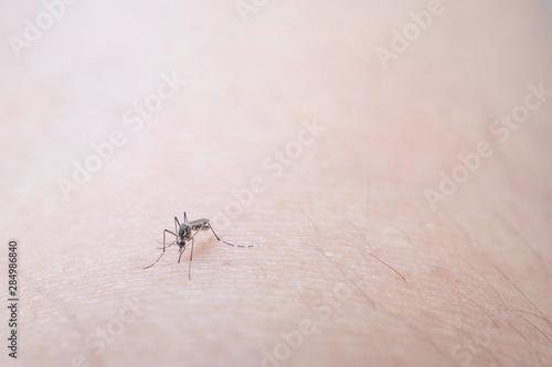 Mosquito sucking blood on human skin cause sick, Malaria,Dengue,Chikungunya © sirinyapak