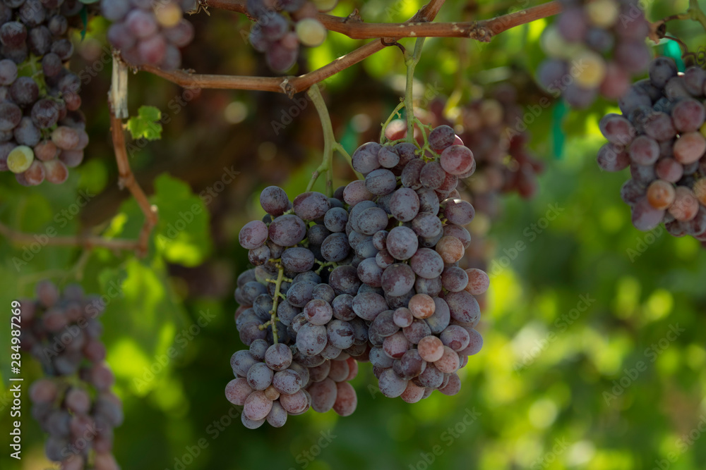 Grapes. Bunch on Grapes in the vine