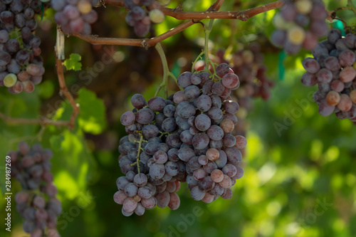 Grapes. Bunch on Grapes in the vine