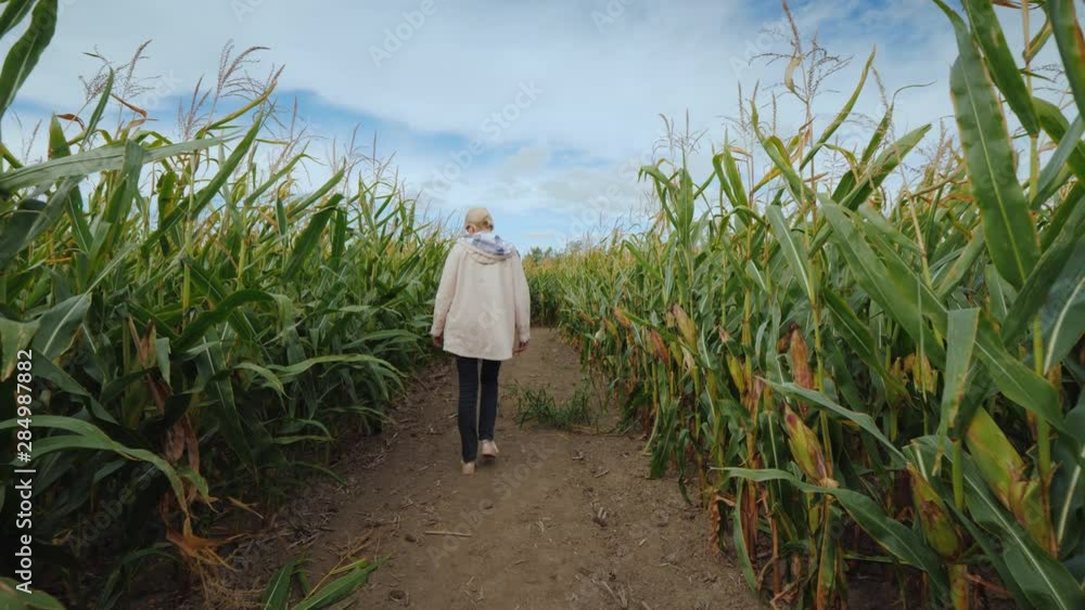 A young woman walks through an autumn maze in an American farm A young woman walks through an autumn maze in an American farm