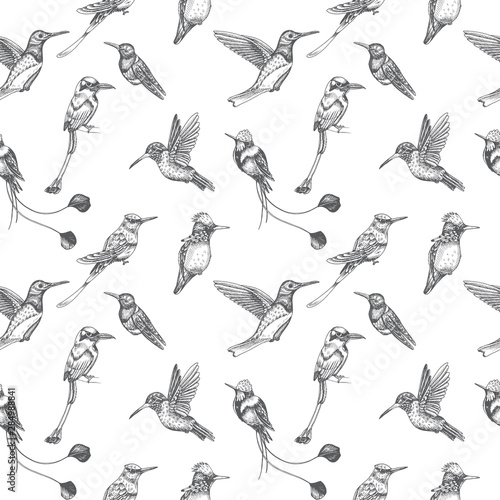 Sketch hand drawn pattern with hummingbird. Animals illustration colibri birds.