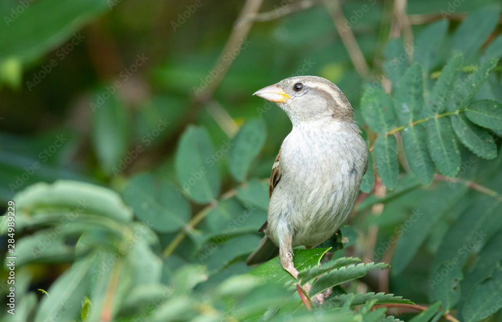 female house sparrow on a tree branch looking for food female house sparrow on a tree branch looking for food