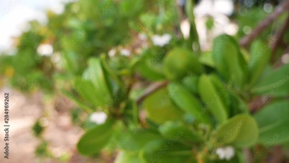 rack focus close up of wild green bush tree with flowers growing on the beach rack focus close up of wild green bush tree with flowers growing on the beach