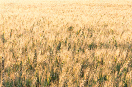 The Golden wheat field is ready for harvest. Background ripening ears of yellow wheat field. Copy space on a rural meadow close-up nature photo idea of a rich wheat crop.