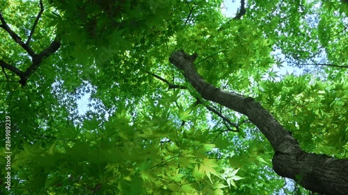 Japanese maple tree seen from below blown by the wind in the summer, slow motion photo
